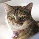 cat-testimonial-1-medium-1 cat-testimonial-1-medium-1