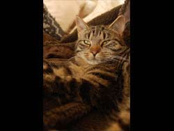 Limping Cat - Just Relaxing